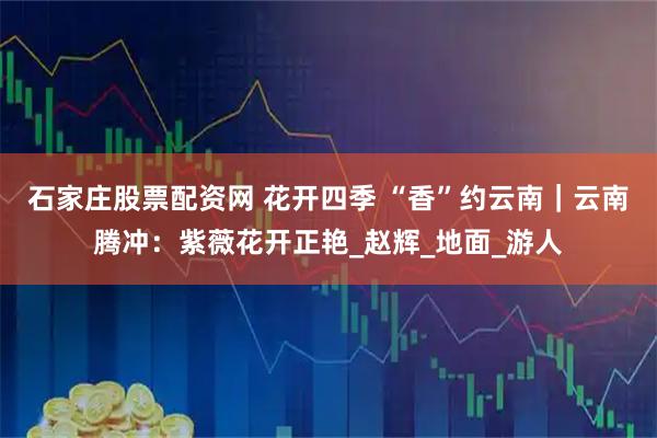 石家庄股票配资网 花开四季 “香”约云南｜云南腾冲：紫薇花开正艳_赵辉_地面_游人